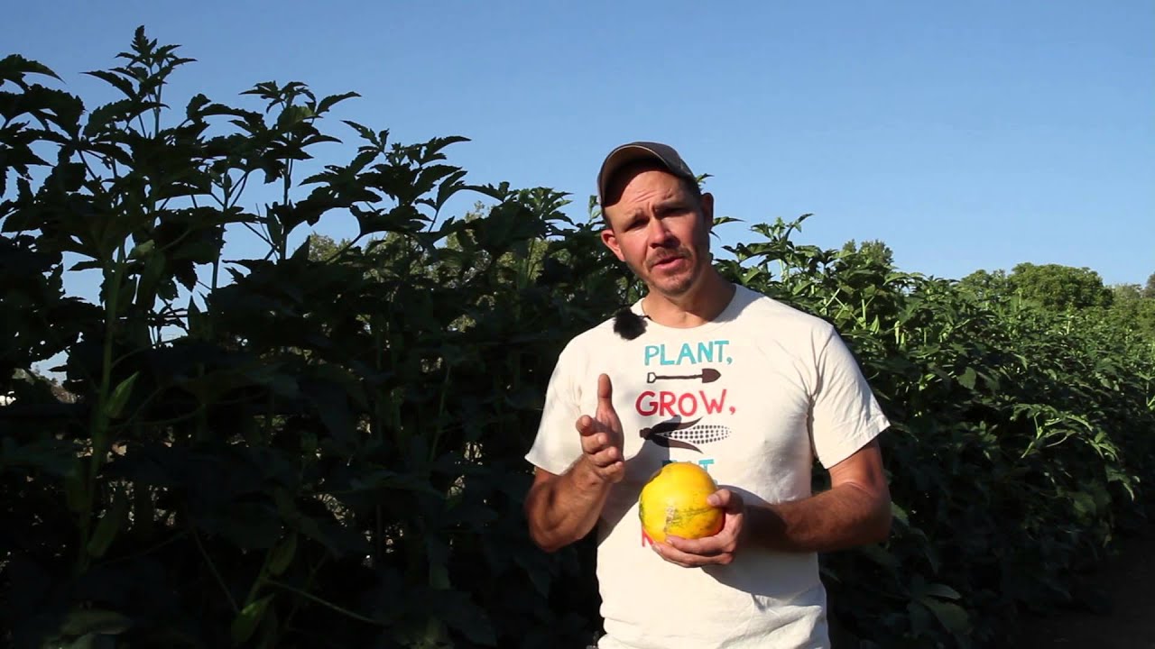 collective farm woman melon