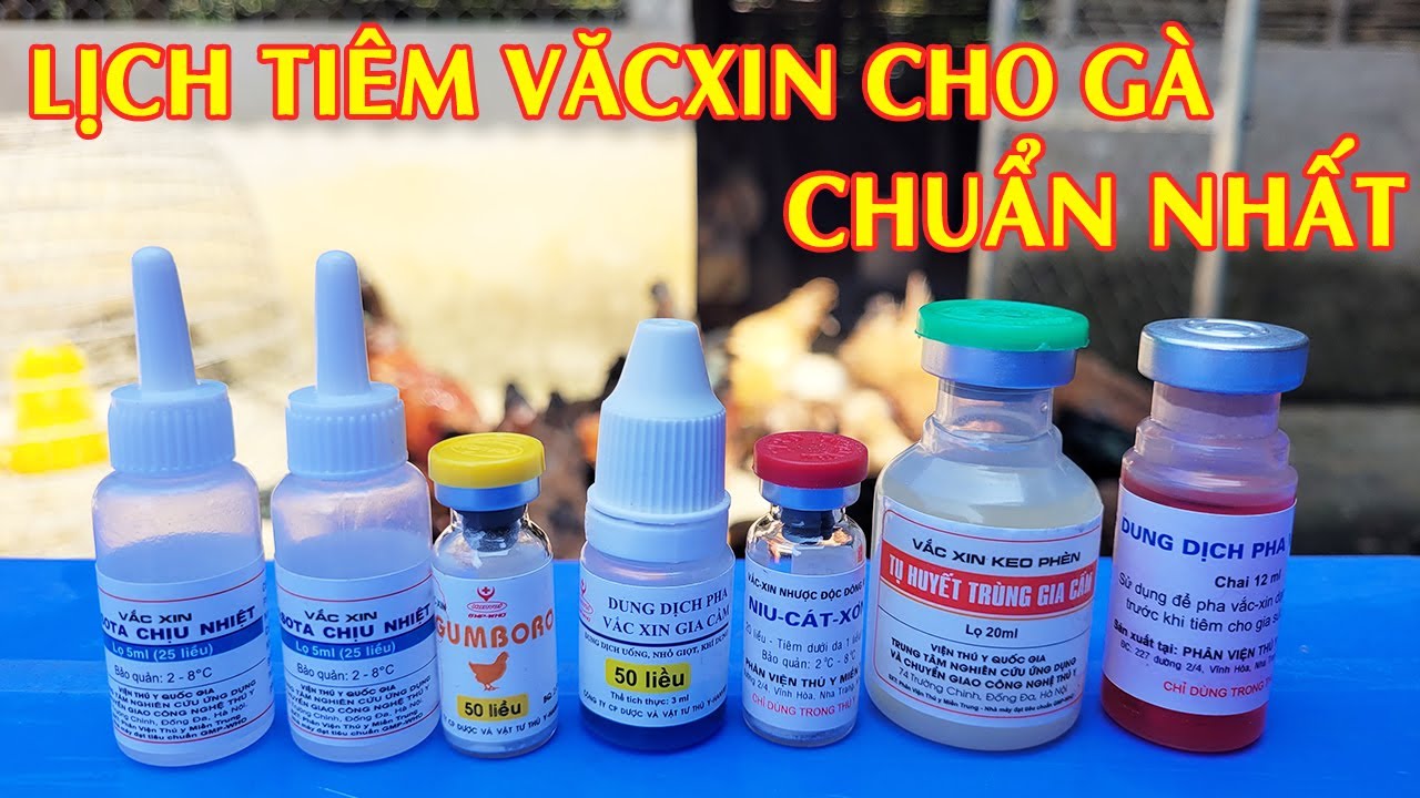 Lịch Tiêm VăcXin Cho Gà Từ Nhỏ Đến Lớn Đúng Quy Trình