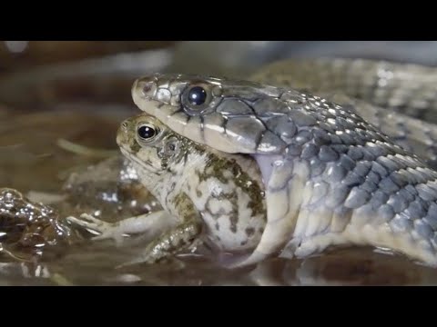 Video: Haben die Aga-Kröten die Ackerkäfer gefressen?