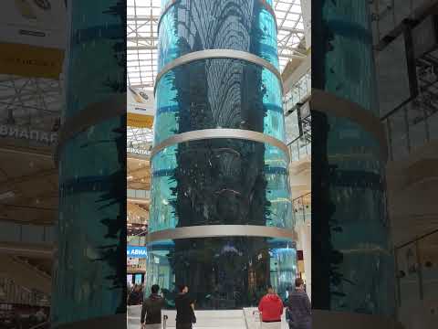 World's Tallest Fish
