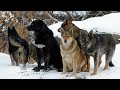 Стаи диких собак 1 серия | Документальный фильм про животных