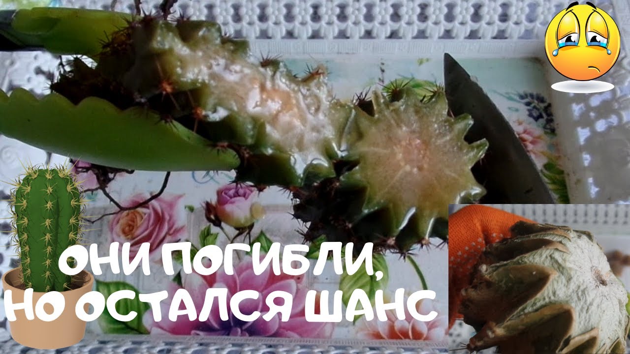 Почему волги гниют