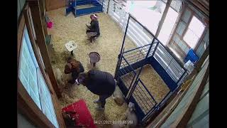 Howell's Greenhouse and Pumpkin Patch Live Stream