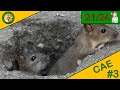 CAE | ÉPISODE 3 | COMMENT SE DÉBARRASSER DES RATS !