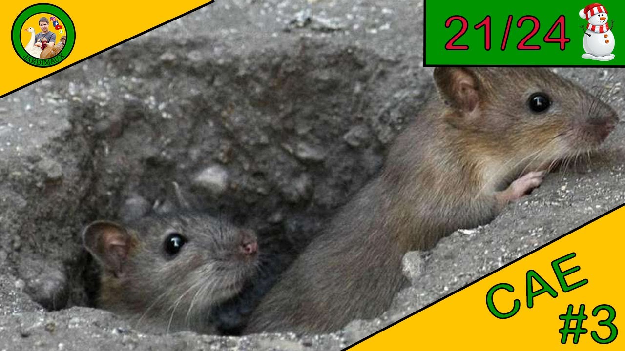 RDGM - Piège à Rats Super Astucieux en 2 min. Permet de piéger beaucoup de  rats en même temps ! 