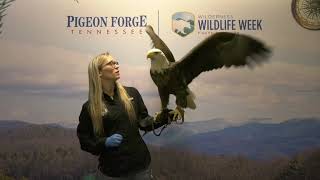 Live Birds of Prey and AEF 2022 Update | Virtual Wilderness Wildlife Wednesdays