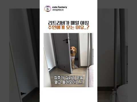 리트리버가 매일 아침 주인에게 오는 이유? #귀여운 #귀여움 #강아지 thumbnail