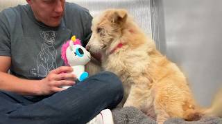 Watch this shelter dog react to her first toy 🥹 by Rocky Kanaka 824,565 views 3 days ago 27 minutes