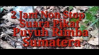 Suara Pikat Puyuh Rimba Sumatera || 2 Jam Non Stop