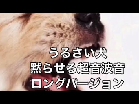 うるさい犬を黙らせる超音波音 ロングバージョン 途中広告無し 朝まで使えます Youtube うるさい犬を黙らせる超音波音 ロングバージョン 途中広告無し 朝まで使えます Youtube