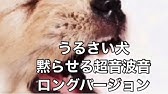 犬 無駄吠え 静かにする 黙らせる 超音波 Youtube