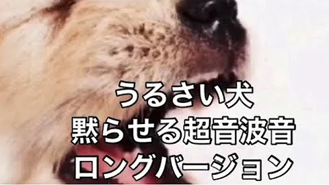 犬がおとなしくなる音 Mp3