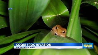 Maui Council Members need your help to remove coqui frogs in your area