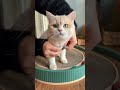 Cat in a Tiny Vest = Instant Happiness 🐱✨ #cat #cute #pets