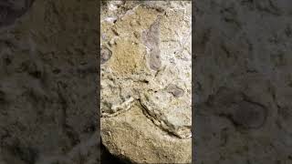 Böceklerin Ortaya Çıkışı Ve Evrimi