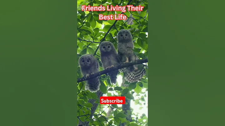 Birds just wanna have fun 🐦 #shorts #birds #funny