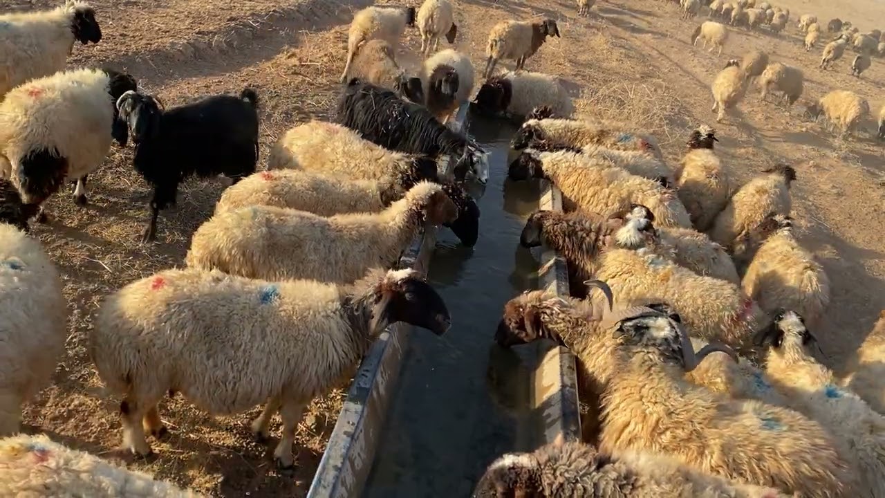 اشتركو بقناتي مربي الاغنام غنم جبل سنجار العراق مشاءالله تبارك الرحمن