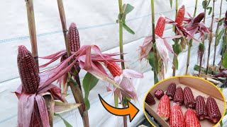 Recycle plastic baskets - Plastic bottles for growing corn at home are extremely convenient