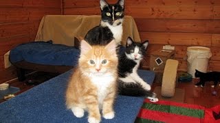 Nornie & Her Kittens  Vlog #20 More Adoption News