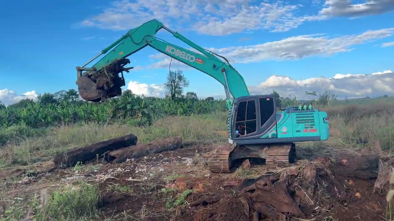 Excavator working removing all big wooden to somewhere else with truck !