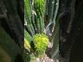 No Funk’n Way! #crested #variegated #drfunkenstein #triple #cactusjeff