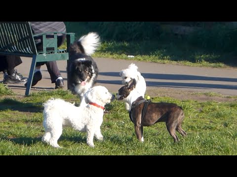 bichon frise aggressive