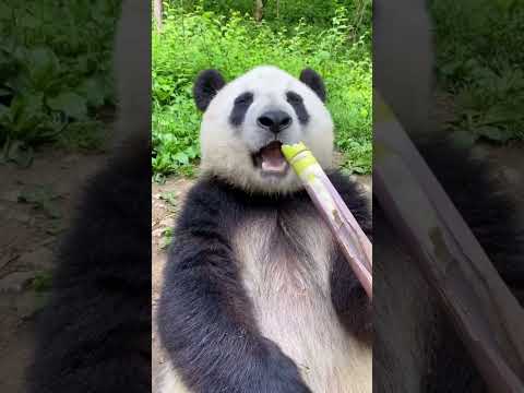Panda Tries a Yummy Meal!#Panda #KidsCartoon #KidsVideo #FunnyKids