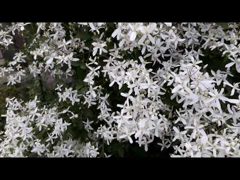 Video: Çiçəyi Clematis necə yazırsınız?