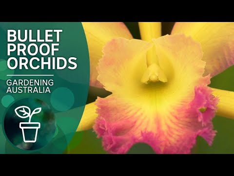 Video: Tipy na pestovanie Anguloa Uniflora – Starostlivosť o orchidey zavinuté bábätká