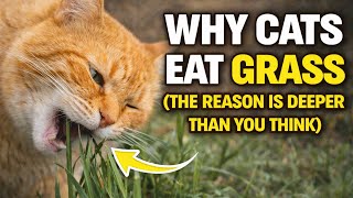 Why Cats Eat Grass The Reason Is Deeper Than You Think
