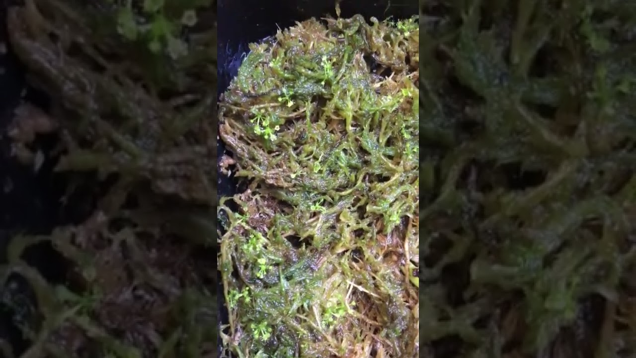 Drosera Spatulata | Day 75 | Seed grown Drosera 