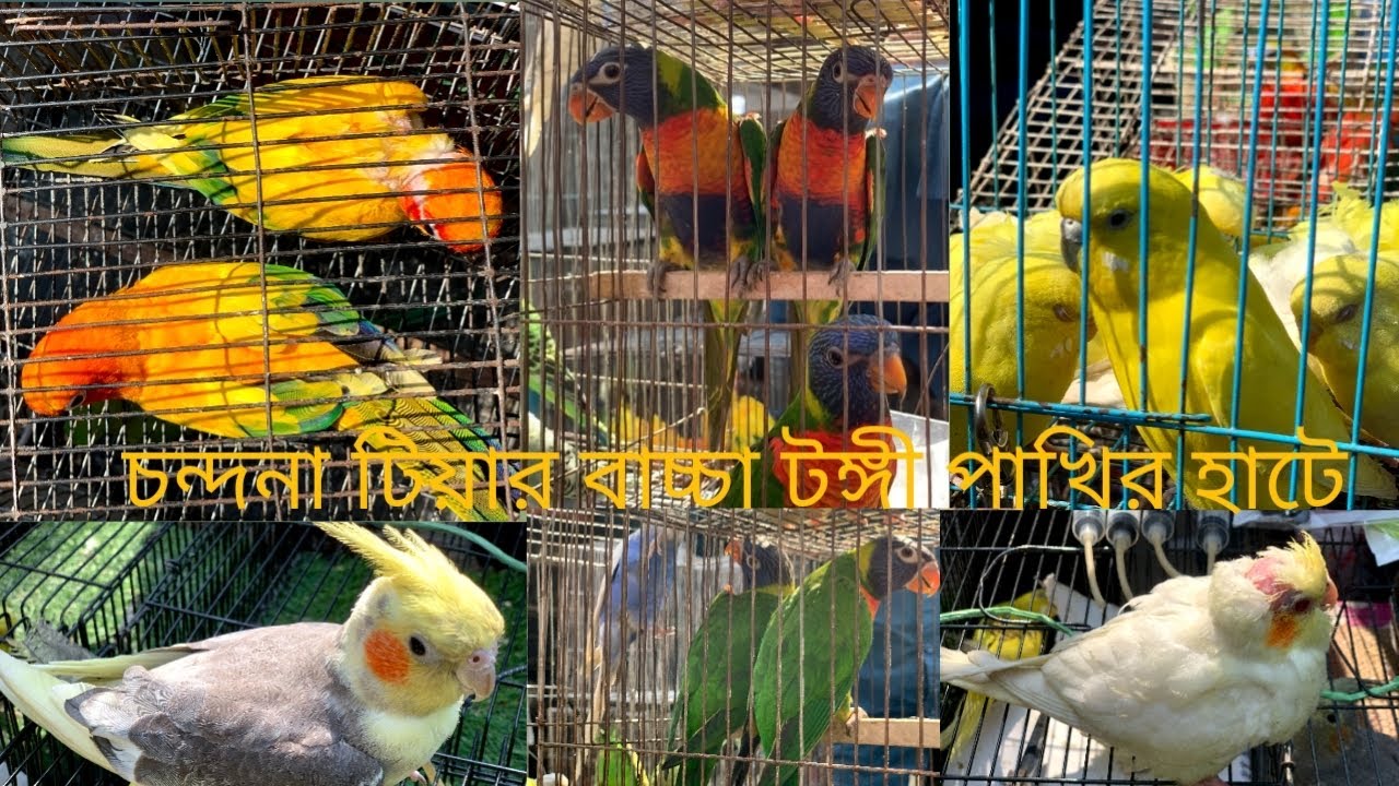 চন্দনা টিয়ার বাচ্চা টঙ্গী পাখির হাটে-খরগোশের বাচ্চা... 2025-Condonna ...