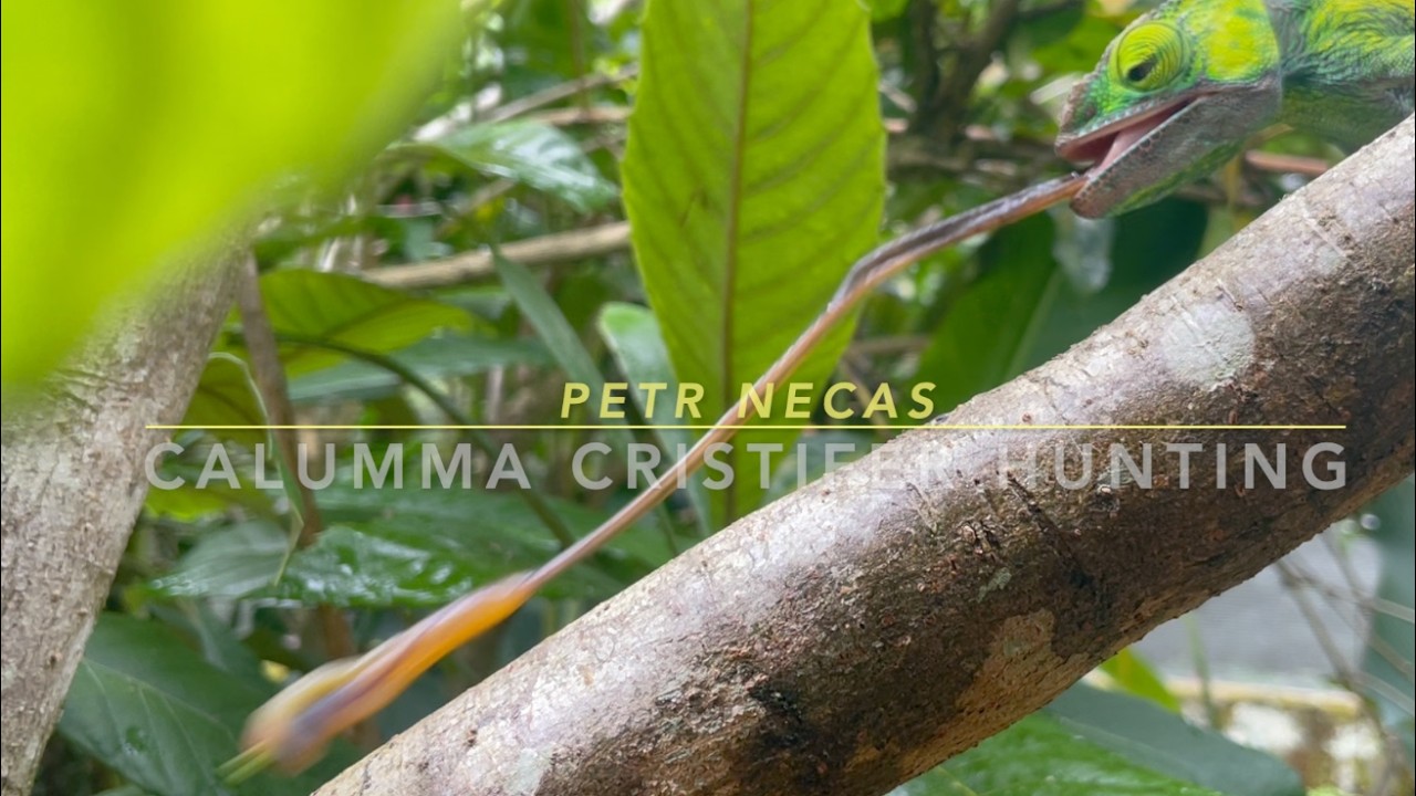 CALUMMA CRISTIFER HUNTING