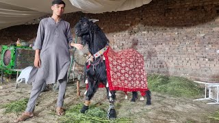 Show Winner Goat Wins Beauty Contest in  International Festival |Interview With Owner