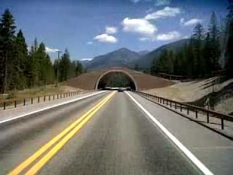 Animal Bridge Evaro Montana You Animal Bridge Evaro Montana