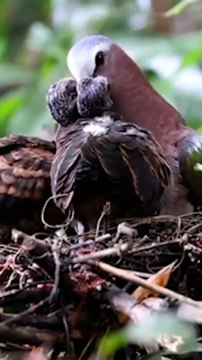 Sarang Burung Delimukan #delimukan #punaitanah #tekukur #punai_gading