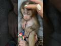 Mochi the monkey only likes to be petted and lulled to sleep by his mother.