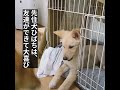思ったよりでかくなった犬