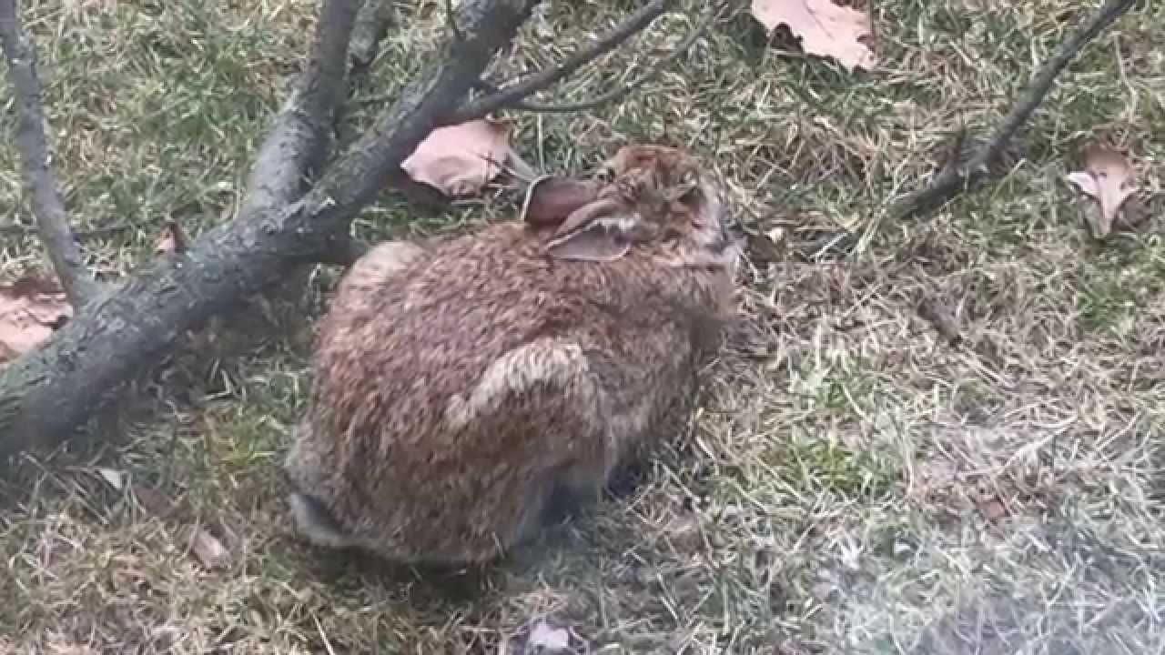 Cottontail Rabbit Sleeping Outside 422015 YouTube
