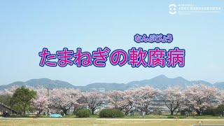 【おおさか環農水研・Web家庭園芸セミナー】たまねぎの軟腐病