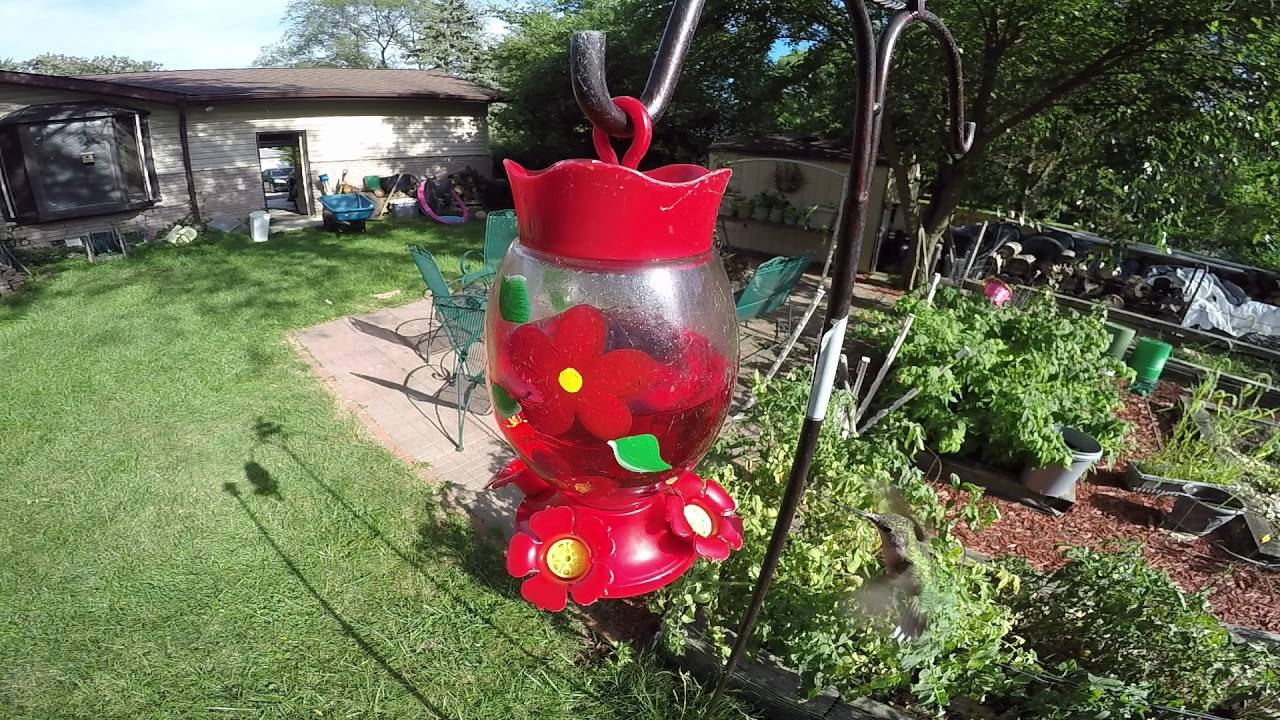 GoPro Hummingbird Close up 60fps Slow motion - YouTube