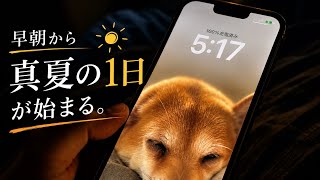 猛暑日の豆柴は、こんな1日を過ごします。