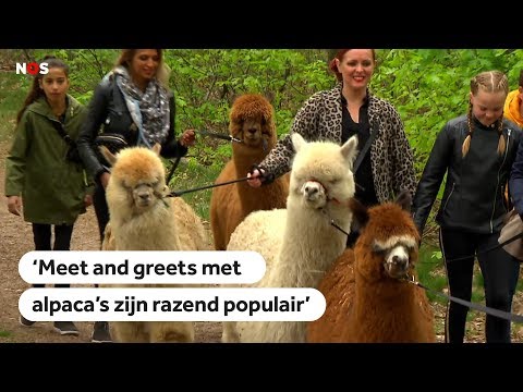 ALPACAS: steeds meer