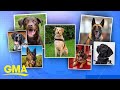 TSA releases 2024 canine calendar