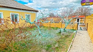 Мы испортили деревья? Теперь они голубого цвета.... Весна в Крыму.