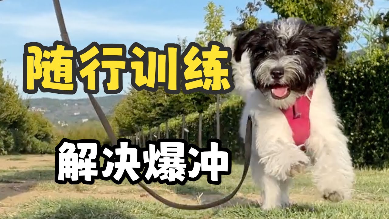 狗狗爆冲怎么办？4分钟教你从根源改善爆冲！