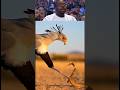 Watch This Bird Take Down a Snake!#SecretaryBird #Wildlife #NatureIsAmazing #AnimalFacts