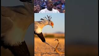 Watch This Bird Take Down a Snake!#SecretaryBird #Wildlife #NatureIsAmazing #AnimalFacts