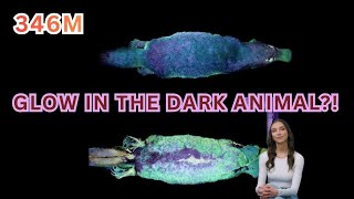 Platypuses Glow Under UV Light?! 🦆💡 Mind-Blowing Biofluorescent Fact