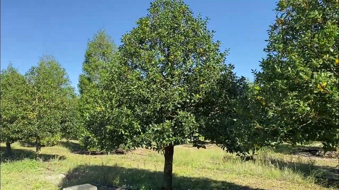 Nellie Stevenson Holly/Holly Trees/Large Tree & Palms/Holly Trees/The